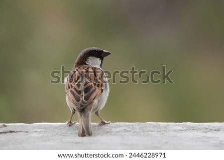 Close up picture of Old World sparrows. Photography of Old World sparrows . Wildlife photography.