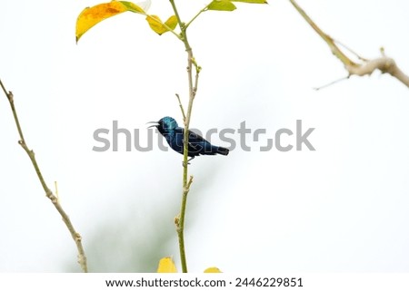 Close up picture of Purple sunbird. Photography of Purple sunbird. Bird photography. Wildlife photography.