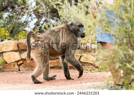 Cape or Chacma baboon (Papio ursinus) walks past a person at Cape Point or Cape of Good Hope nature reserve concept animal human interaction or behaviour