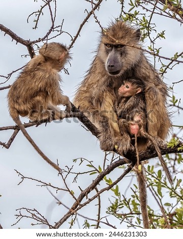 In the protective arms of its mother. At that age even a youngster a little older can seem a little intimidating!
Yellow Baboons in Ruaha NP, Tanzania