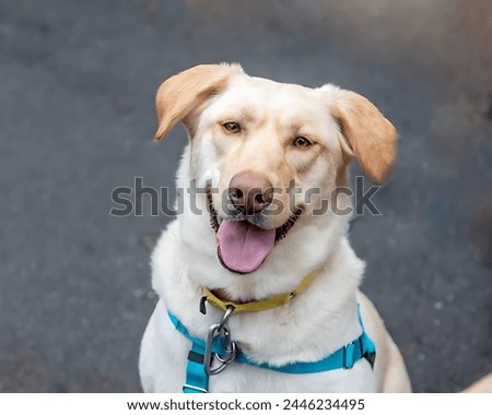 A picture of a beautiful white dog wearing a collar and looking at the camera with a blurred background