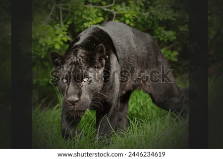 Black Leopard snarling, black panther face, black jaguar face, Black Panther hunting, beautiful jaguar or leopard picture