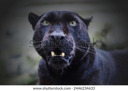 Black Leopard snarling, black panther face, black jaguar face, Black Panther hunting, beautiful jaguar or leopard picture