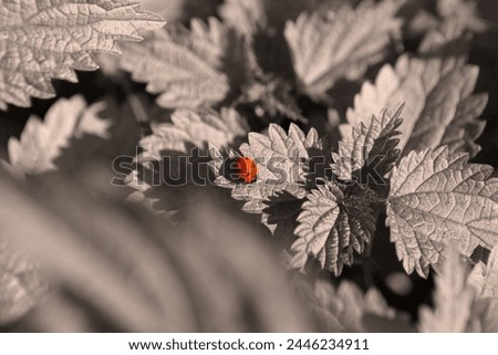 Beautiful ladybug on leaves, red beetle and black and white plants, natural background