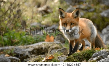 red fox standing on a moss-covered rock. The fox is alert and has its ears perked up, possibly listening for prey.