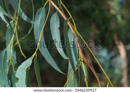 A eucalyptus branch with green leaves, the edges of which are eaten away by beetles or leaf-cutter ants. Succulent leaves of trees and bushes as food for living organisms in nature. Royalty-Free Stock Photo #2446239927