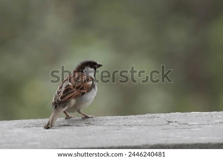 Close up picture of Old World sparrows. Photography of Old World sparrows . Wildlife photography.