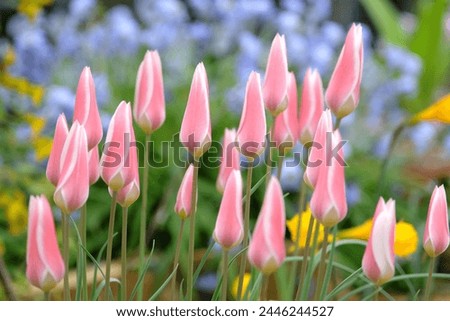 Pink and white dainty Tulipa clusiana ‘Lady Jane’ in flower Royalty-Free Stock Photo #2446244527