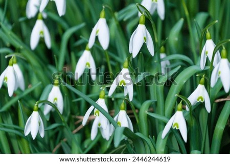 White flowers of Galanthus nivalis, the snowdrop, common snowdrop. Spring bloom. Floral background. Royalty-Free Stock Photo #2446244619