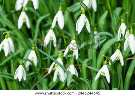 White flowers of Galanthus nivalis, the snowdrop, common snowdrop. Spring bloom. Floral background. Royalty-Free Stock Photo #2446244645