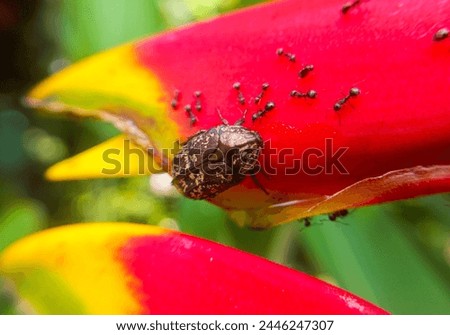 Protaetia is a genus of beetles of the family Scarabaeidae, occurring primarily in Asia, and containing over 300 species. bugs on flower, tropical forest Royalty-Free Stock Photo #2446247307
