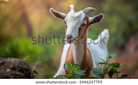 brown and white goat standing next to a gray rock. The goat has short horns and is chewing on a green plant. Royalty-Free Stock Photo #2446247795