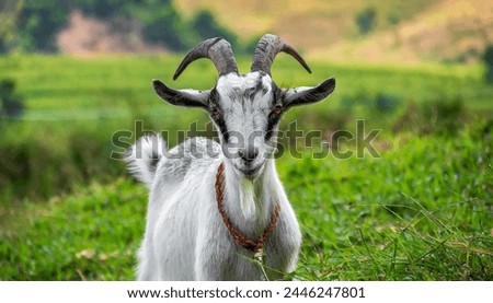 brown and white goat standing next to a gray rock. The goat has short horns and is chewing on a green plant. Royalty-Free Stock Photo #2446247801