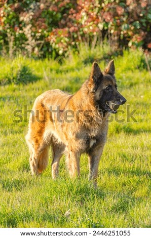 malinois and german shepherd crossbreed dog with a ball in its mouth