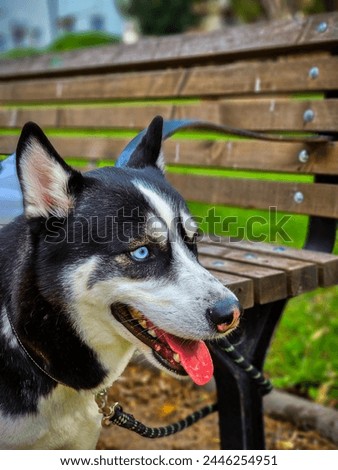 Close of up of a Siberian black and white husky dog with blue eyes at the park with green grass and a brown bench behind it