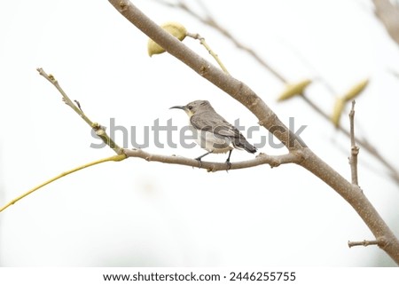 Close up picture of Purple sunbird. Sunbird photography. Wildlife photography.