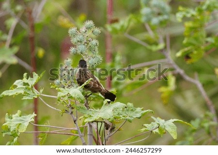 Close up picture of Red-vented bulbul. Red-vented bulbul photography. Wildlife photography.