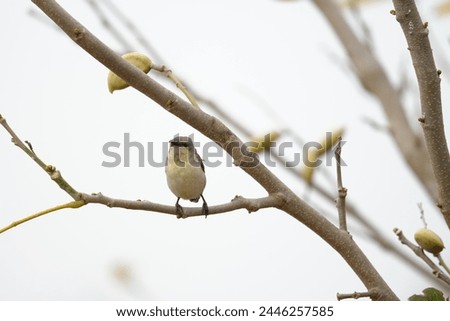 Close up picture of Purple sunbird. Sunbird photography. Wildlife photography.