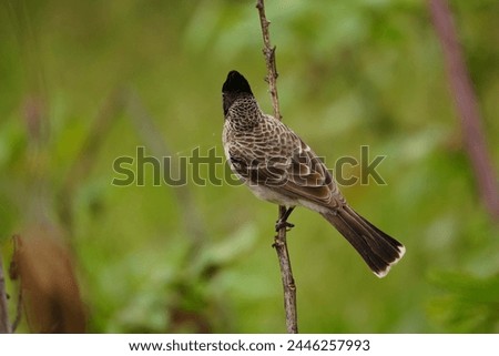 Close up picture of Red-vented bulbul. Red-vented bulbul photography. Wildlife photography.