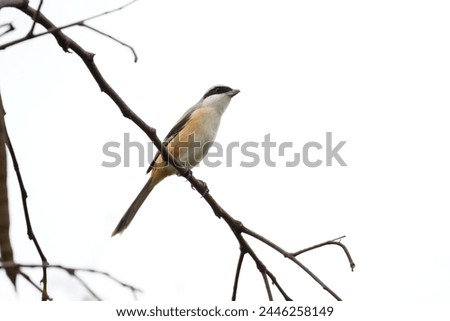 Close up picture of Long-tailed shrike. Photography of Long-tailed shrike . Wildlife photography.