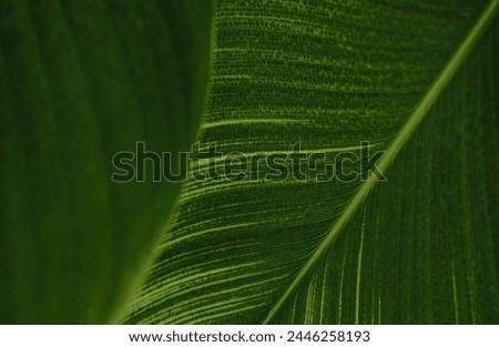 lose up banana leaf texture with beautiful pattern. Green nature background for graphic design or wallpaper. Fresh color of tropical leaves that give a feeling of freshness. 