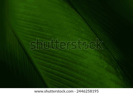 lose up banana leaf texture with beautiful pattern. Green nature background for graphic design or wallpaper. Fresh color of tropical leaves that give a feeling of freshness. 