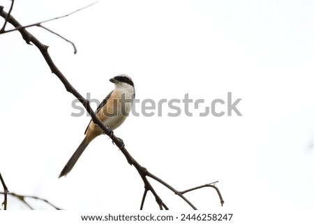 Close up picture of Long-tailed shrike. Photography of Long-tailed shrike . Wildlife photography.