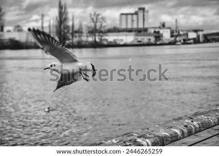 Impressive capture of a flying seagull over the Rhein river in Germany: black and white scene