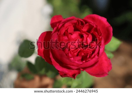 Red Eden rose bloomed very elegantly one good sunny morning.