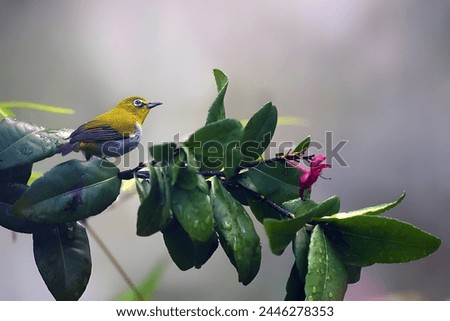 Passerines, also known as perching birds or songbirds, belong to the order Passeriformes, which is the largest order of birds, comprising over half of all bird species.  Royalty-Free Stock Photo #2446278353
