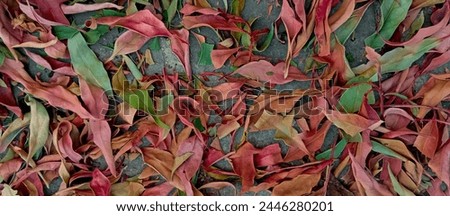 Colorful leaves, autumn season. Pakistan Royalty-Free Stock Photo #2446280201