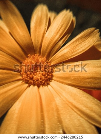 A bright orange calendula flower. Close-up photo.