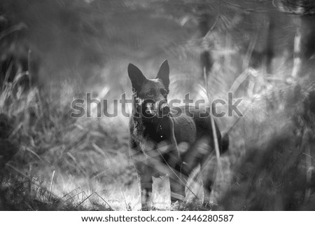 black and white picture of dog in woods