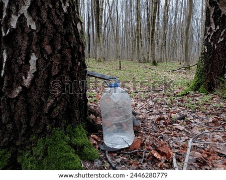 There is a plastic jar near the birch tree in the spring, into which birch sap flows. Collection of birch sap in spring in the forest from young trees. Fresh birch sap. Royalty-Free Stock Photo #2446280779