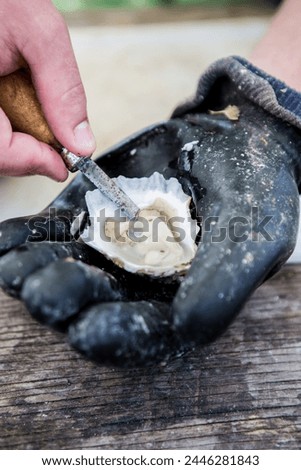 holding and shucking a raw oyster from the chesapeake bay Royalty-Free Stock Photo #2446281843