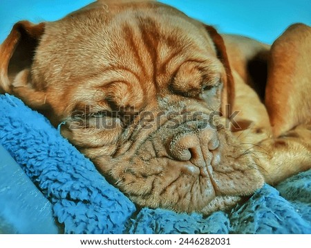 Picture of a brown dog sleeping on a blue towel with a blue background.