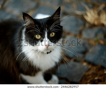 A picture of a cute panda-like cat with yellow eyes sitting on a sidewalk with a blurred background.