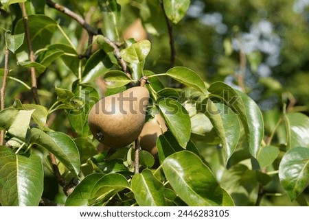 Variety of pear fruit called Gellert's Butterbirne and captured on the tree among lush foliage. It is named Pyrus communis in Latin.  Royalty-Free Stock Photo #2446283105