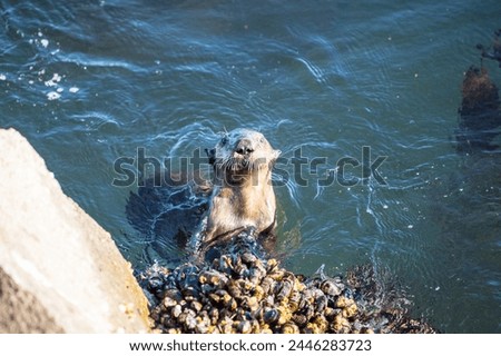 Portrait of a Sea Otter in Monterey California, Monterey CA, Santa Cruz, Central California, Sea Otters, Marine Life, Cute Otter