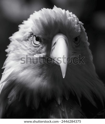 Pictures of a beautiful white eagle in black and white with a blurred background.