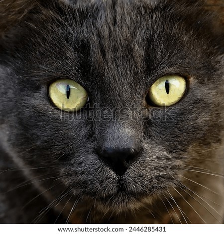 A picture of a beautiful black cat with yellow eyes looking at the camera with an intense gaze.