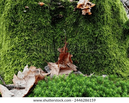 An old forest stump is covered with moss, on which lie dry oak leaves. Beautiful forest natural texture of moss and fallen oak leaves. Royalty-Free Stock Photo #2446286159