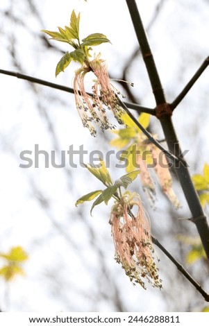 Leaves and bloom of Acer negundo-Male flower. Ash-leaved maple, Acer negundo, Manitoba maple, maple ash. Flowering boxelder maple Royalty-Free Stock Photo #2446288811