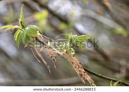 Leaves and bloom of Acer negundo-Male flower. Ash-leaved maple, Acer negundo, Manitoba maple, maple ash. Flowering boxelder maple Royalty-Free Stock Photo #2446288815