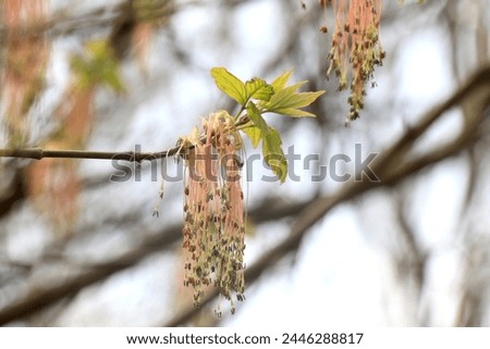 Leaves and bloom of Acer negundo-Male flower. Ash-leaved maple, Acer negundo, Manitoba maple, maple ash. Flowering boxelder maple Royalty-Free Stock Photo #2446288817