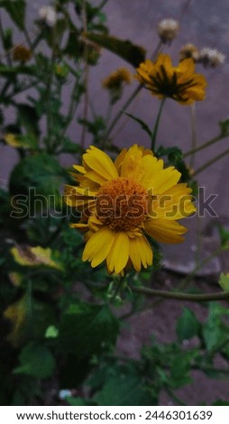 "Check out this stunning sunflower! It's got vibrant yellow petals and a happy vibe. Picture it standing tall in a field, spreading joy with its bright colors. It's like a burst of sunshine that'll ma