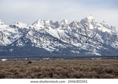 Grand Teton National Park, Moose, Wyoming, USA, Rocky Mountains, National Parks, Wildlife Photography, Scenic Landscapes, Outdoor Adventure, Nature Conservation, Outdoor Recreation, Hiking Trails