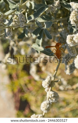 Yellow wasp on a flower, natural white aerva javanica wild plant