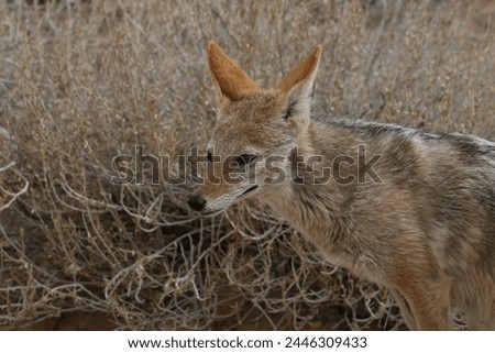 black back jackal smiling in the Kalahari desert 