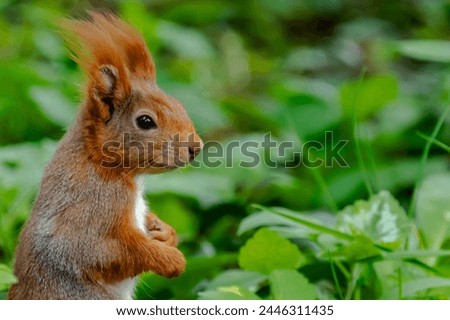 squirrel in the grass- landscape size